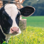 Veterinary medicine franchise