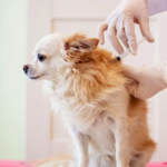 buy pet medicines online